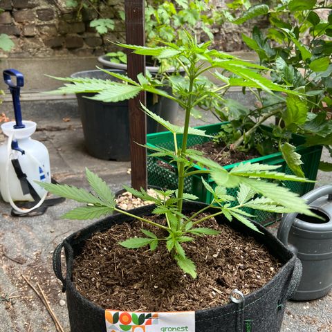 Royal Cookies auto growlog timeline photo