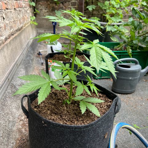 Royal critical growlog timeline photo