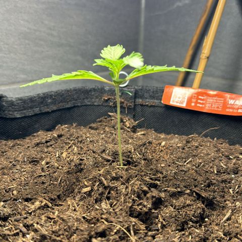 Mimosa  growlog timeline photo