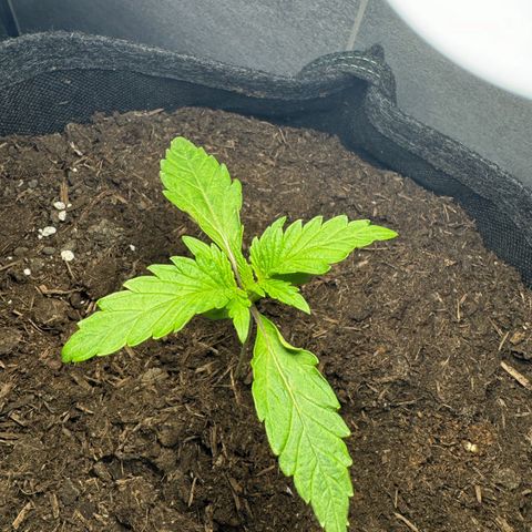 Mimosa  growlog timeline photo