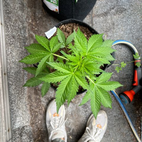 Royal critical growlog timeline photo