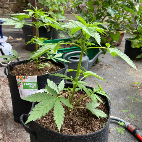 Royal critical growlog timeline photo