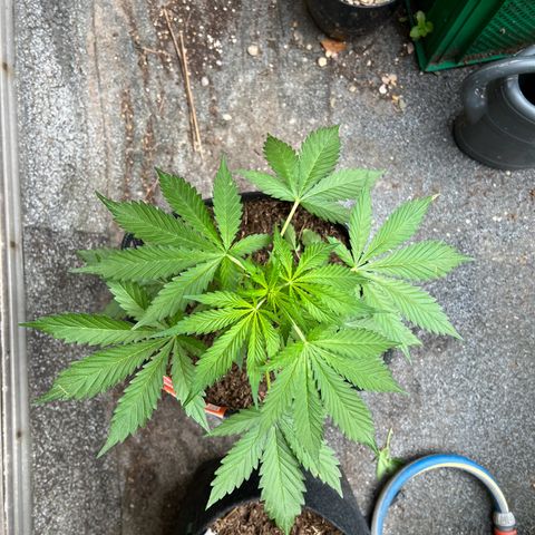 Royal Cookies auto growlog timeline photo