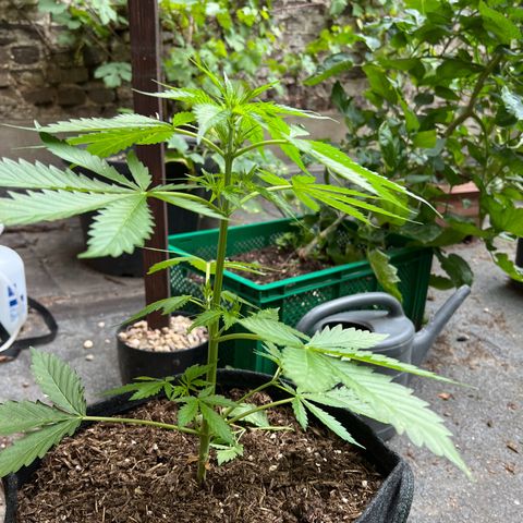 Royal Cookies auto growlog timeline photo