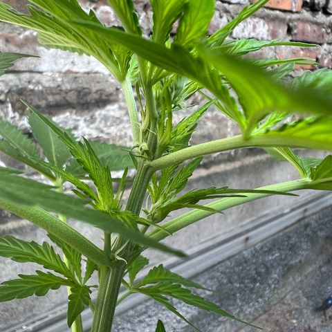 Royal Cookies auto growlog timeline photo