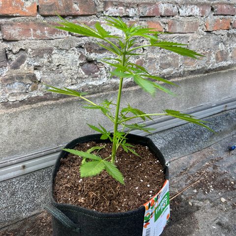 Royal Cookies auto growlog timeline photo