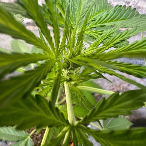 Royal Cookies auto growlog timeline photo