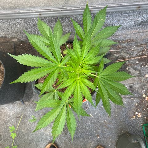 Royal Cookies auto growlog timeline photo