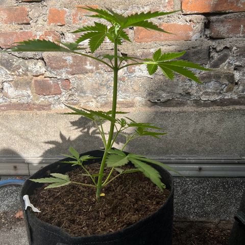 Royal critical growlog timeline photo