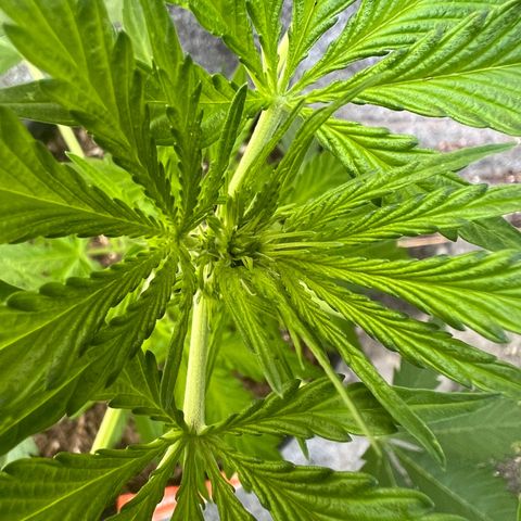 Royal Cookies auto growlog timeline photo