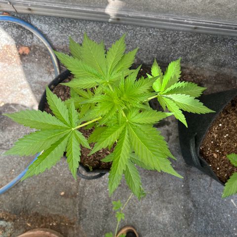 Royal critical growlog timeline photo