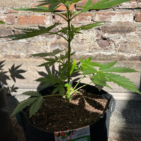 Royal Cookies auto growlog timeline photo