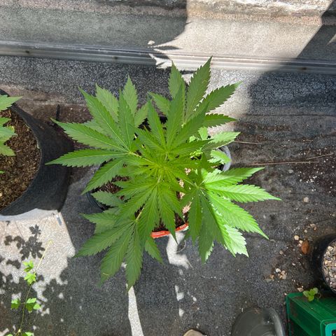 Royal Cookies auto growlog timeline photo