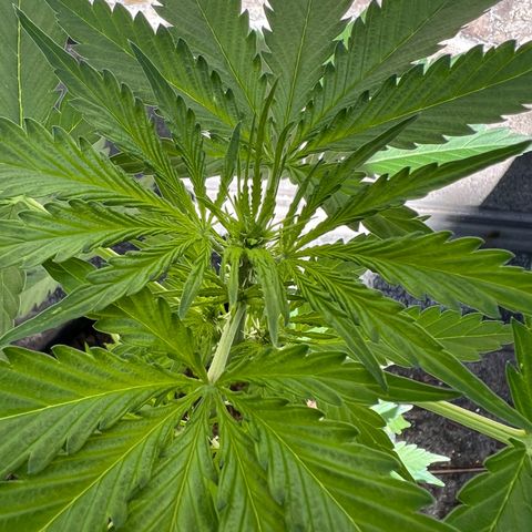 Royal Cookies auto growlog timeline photo