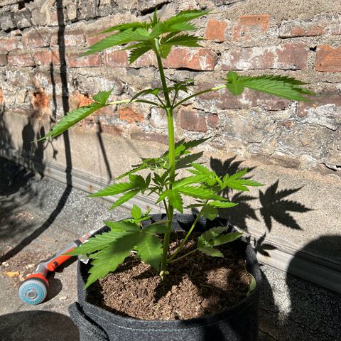 Royal critical growlog timeline photo