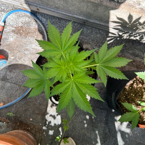 Royal critical growlog timeline photo