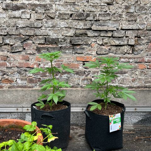 Royal critical growlog timeline photo