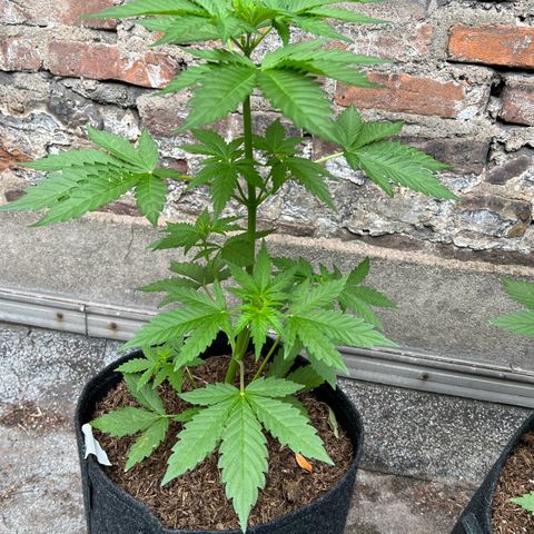 Royal critical growlog timeline photo