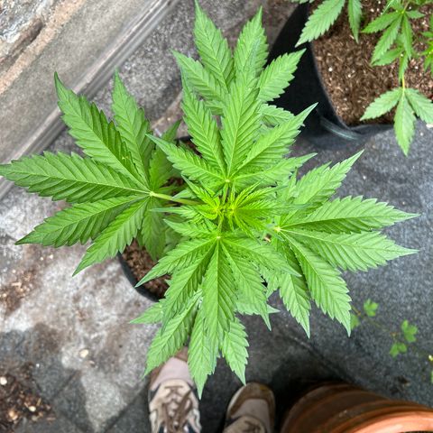 Royal critical growlog timeline photo