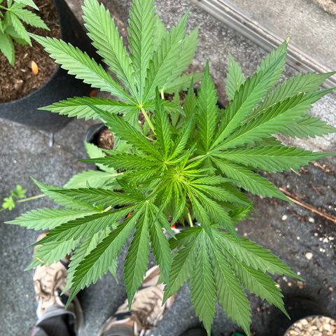 Royal Cookies auto growlog timeline photo