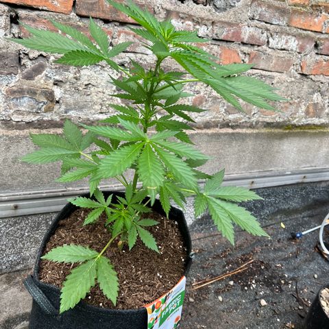 Royal Cookies auto growlog timeline photo