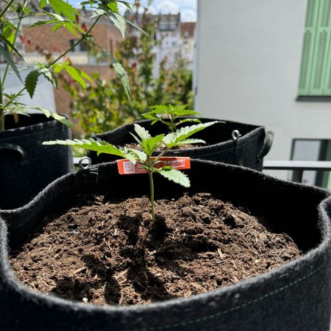 Mimosa  growlog timeline photo