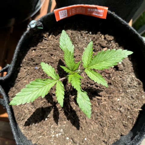 Mimosa  growlog timeline photo