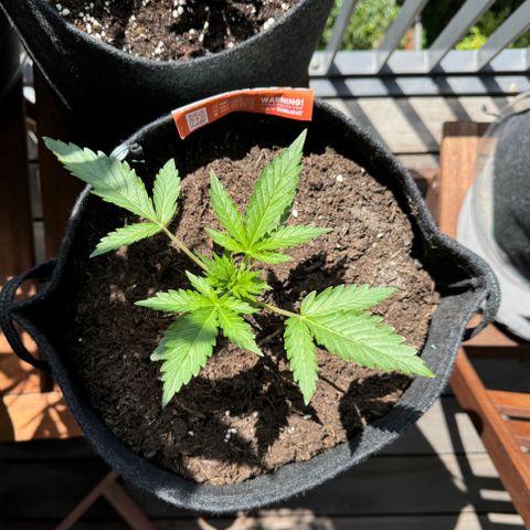 Mimosa  growlog timeline photo