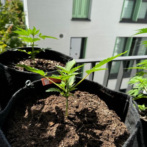 Mimosa  growlog timeline photo