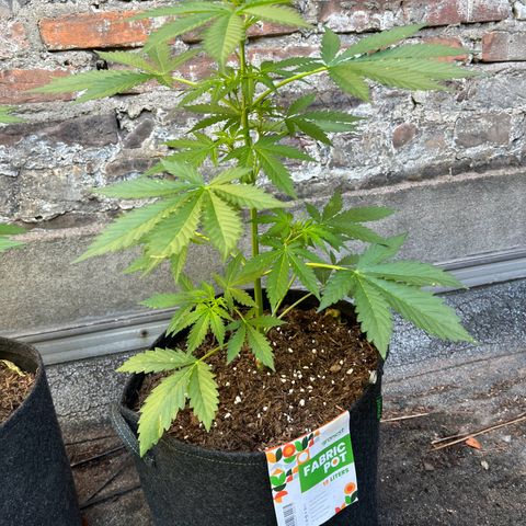 Royal Cookies auto growlog timeline photo