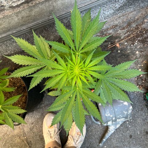 Royal Cookies auto growlog timeline photo