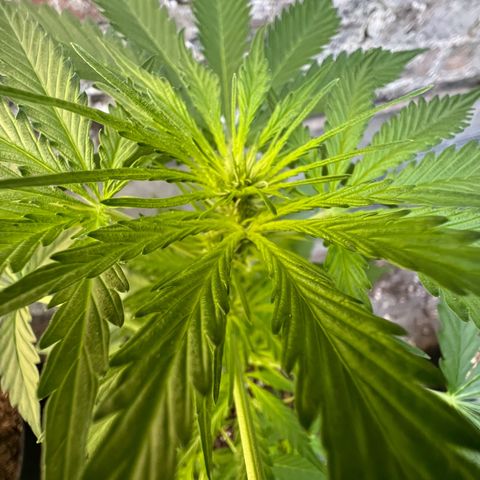 Royal Cookies auto growlog timeline photo