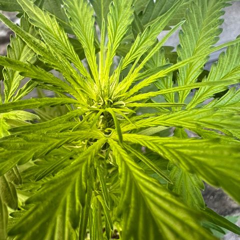 Royal Cookies auto growlog timeline photo
