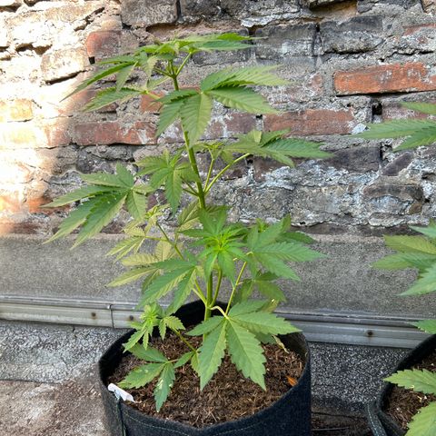Royal critical growlog timeline photo
