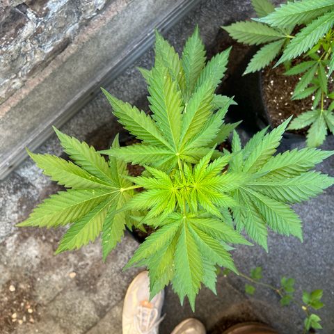 Royal critical growlog timeline photo