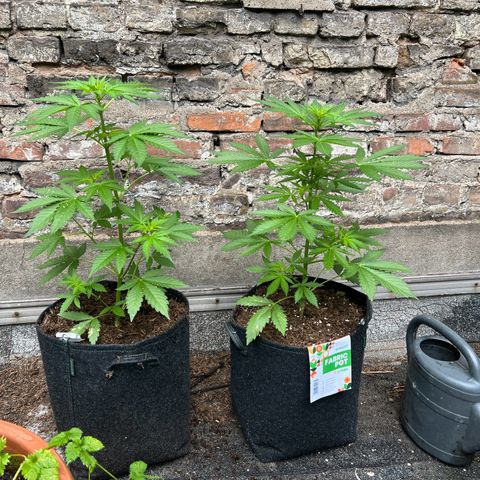Royal Cookies auto growlog timeline photo