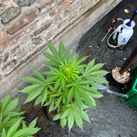 Royal Cookies auto growlog timeline photo