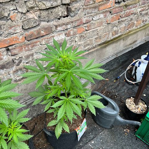 Royal Cookies auto growlog timeline photo