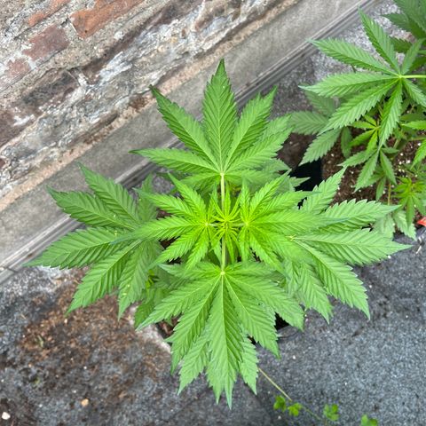 Royal critical growlog timeline photo