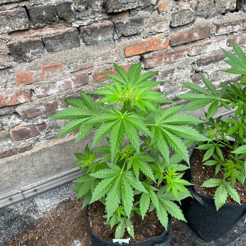 Royal critical growlog timeline photo