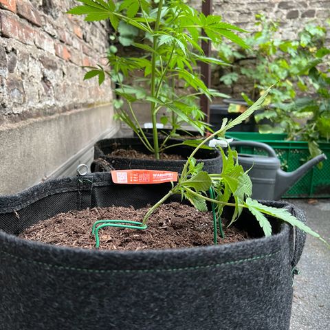 Mimosa  growlog timeline photo
