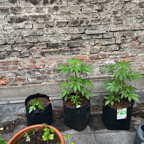 Mimosa  growlog timeline photo