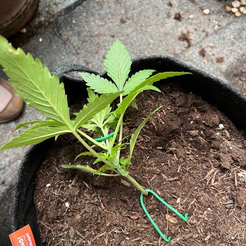 Mimosa  growlog timeline photo