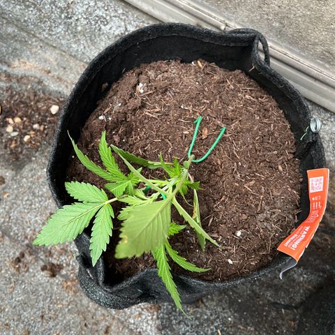Mimosa  growlog timeline photo