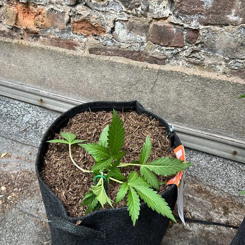 Mimosa  growlog timeline photo