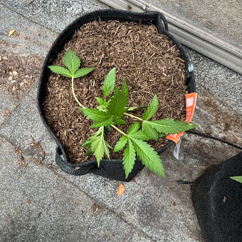 Mimosa  growlog timeline photo