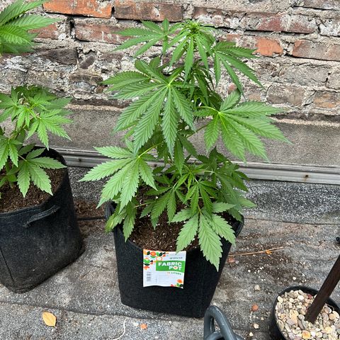 Royal Cookies auto growlog timeline photo