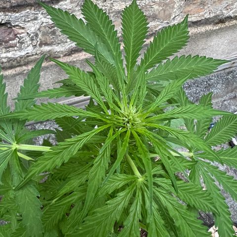 Royal critical growlog timeline photo