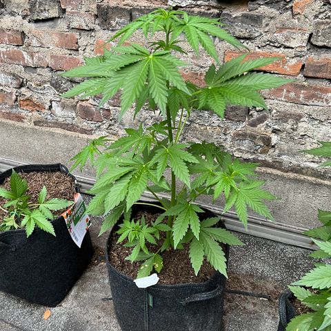 Royal critical growlog timeline photo