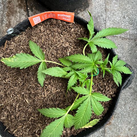 Mimosa  growlog timeline photo